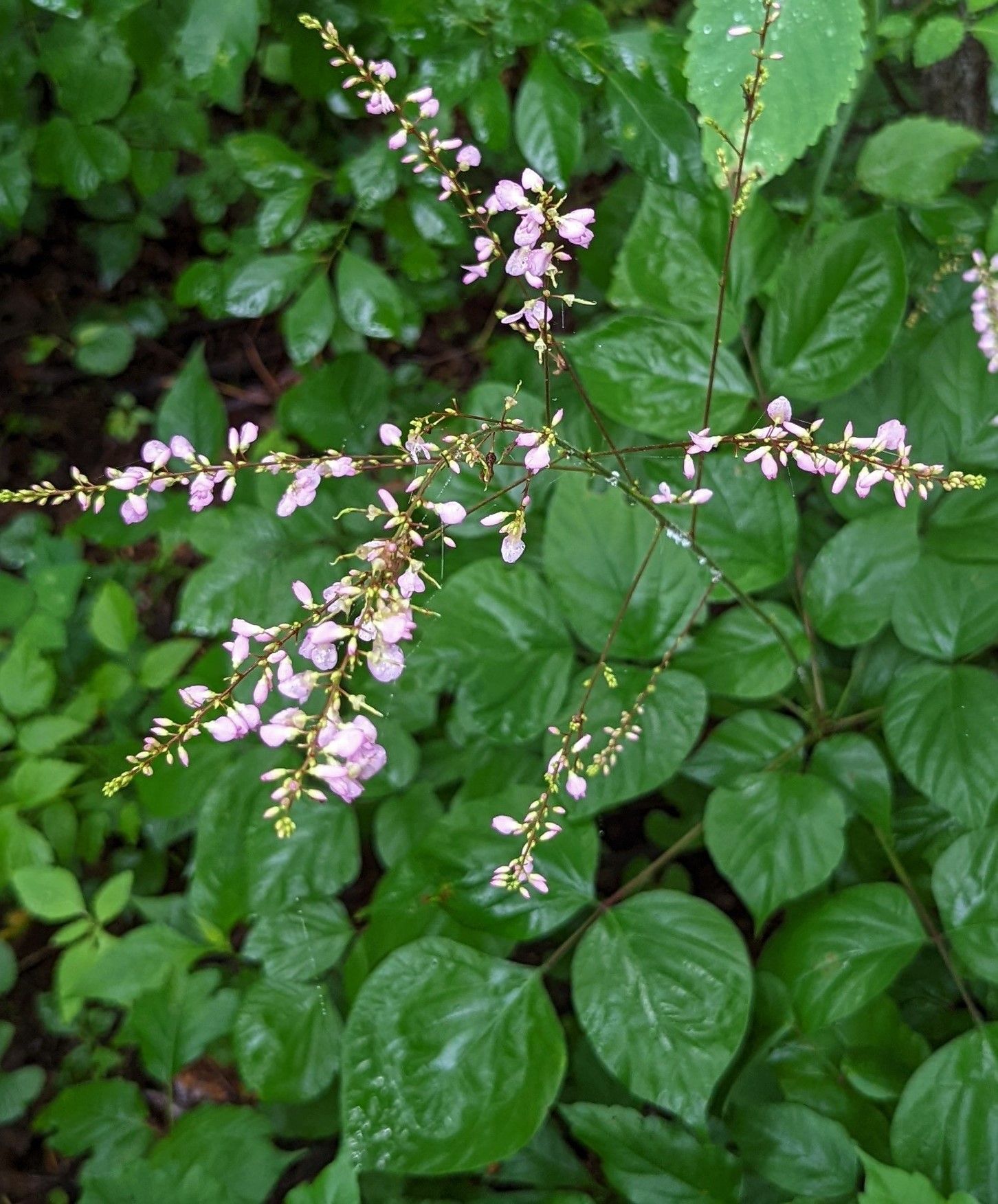 A plant with pink flowers and green leaves