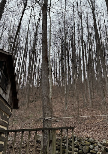 A cabin in the woods with a fence and trees without leaves.