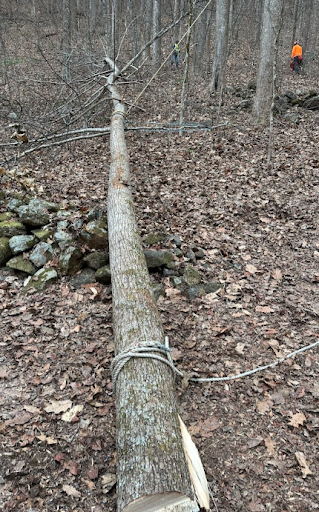 A tree trunk is tied to a chain in the woods.