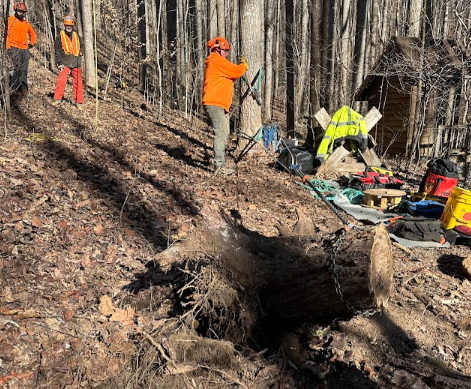 A group of people are working in the woods.
