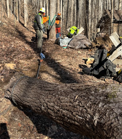 A group of people are standing around a large log in the woods.