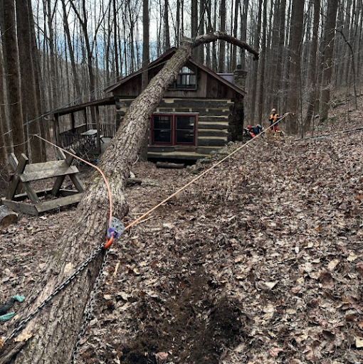 A log cabin in the woods with a fallen tree in front of it