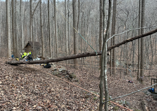A fallen tree branch in the middle of a forest.