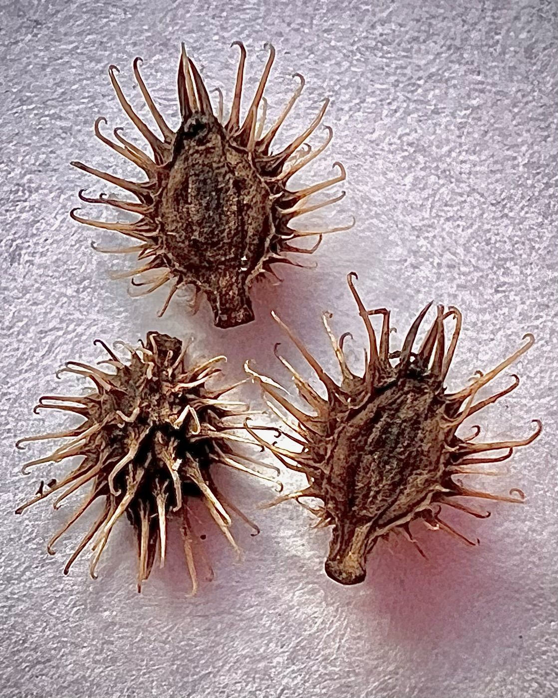 Three dried flowers are sitting on a white surface.