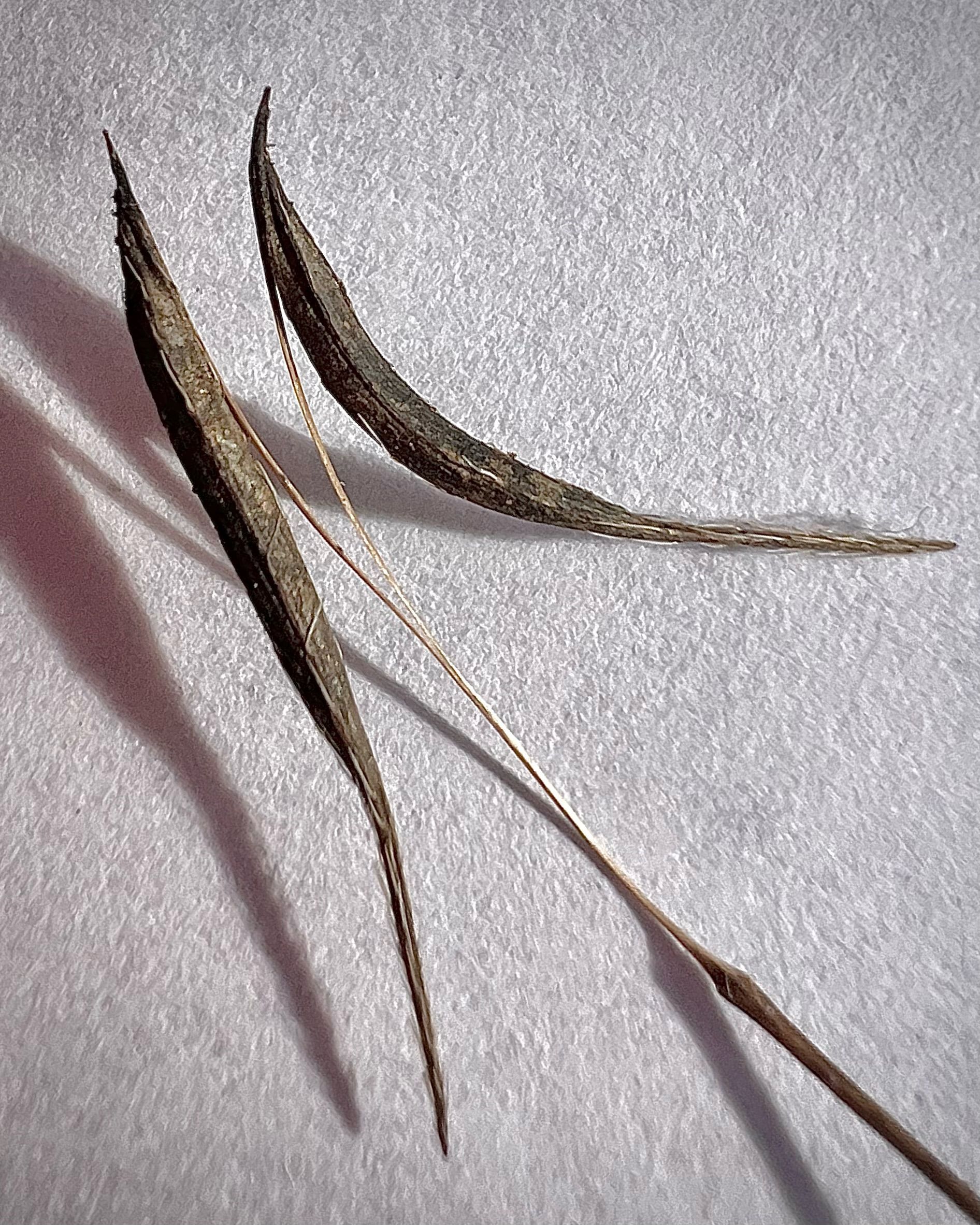 Two feathers are sitting on a white surface.