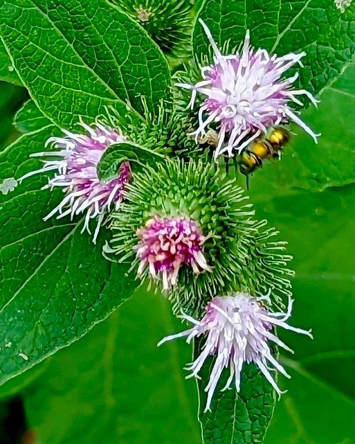 A close up of a plant with purple flowers and green leaves.