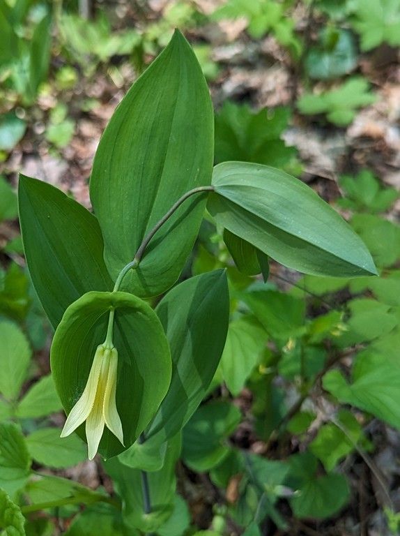 A close up of a plant with a yellow flower and green leaves.