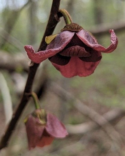 A close up of a pink flower hanging from a tree branch