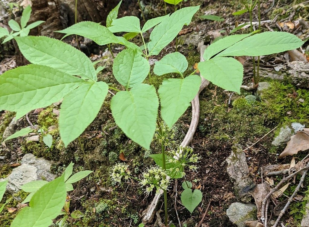 A small plant with green leaves is growing out of the ground.