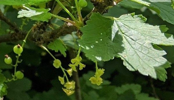 A close up of a plant with green leaves and yellow flowers.
