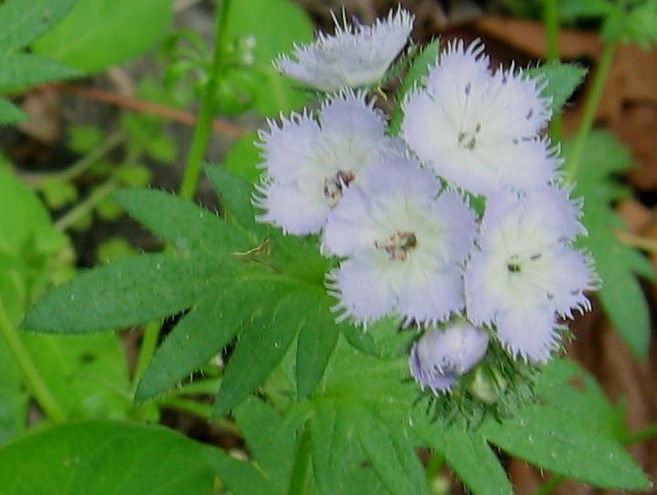 A close up of a plant with purple flowers and green leaves