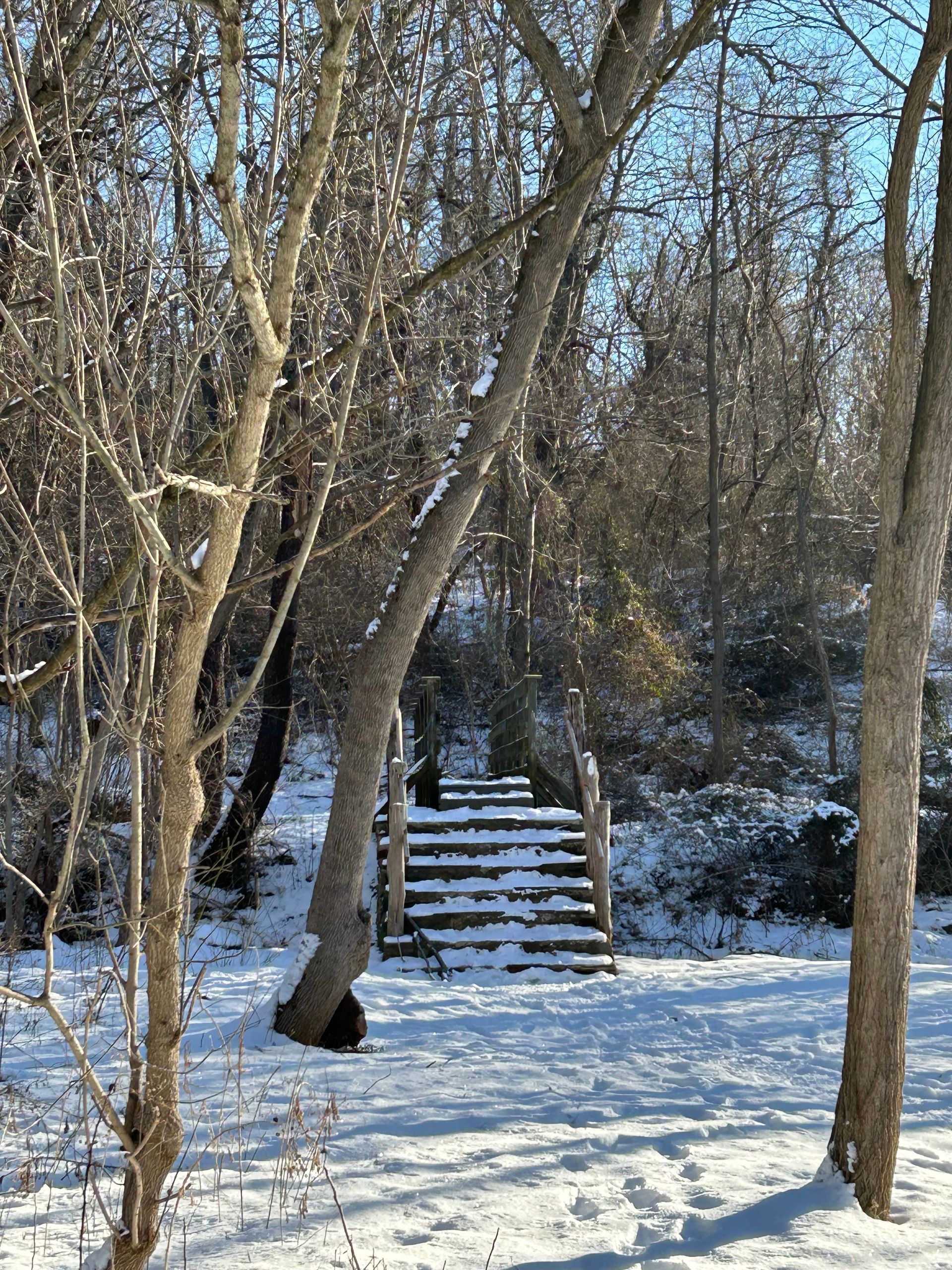 A snowy forest with a bridge in the middle of it