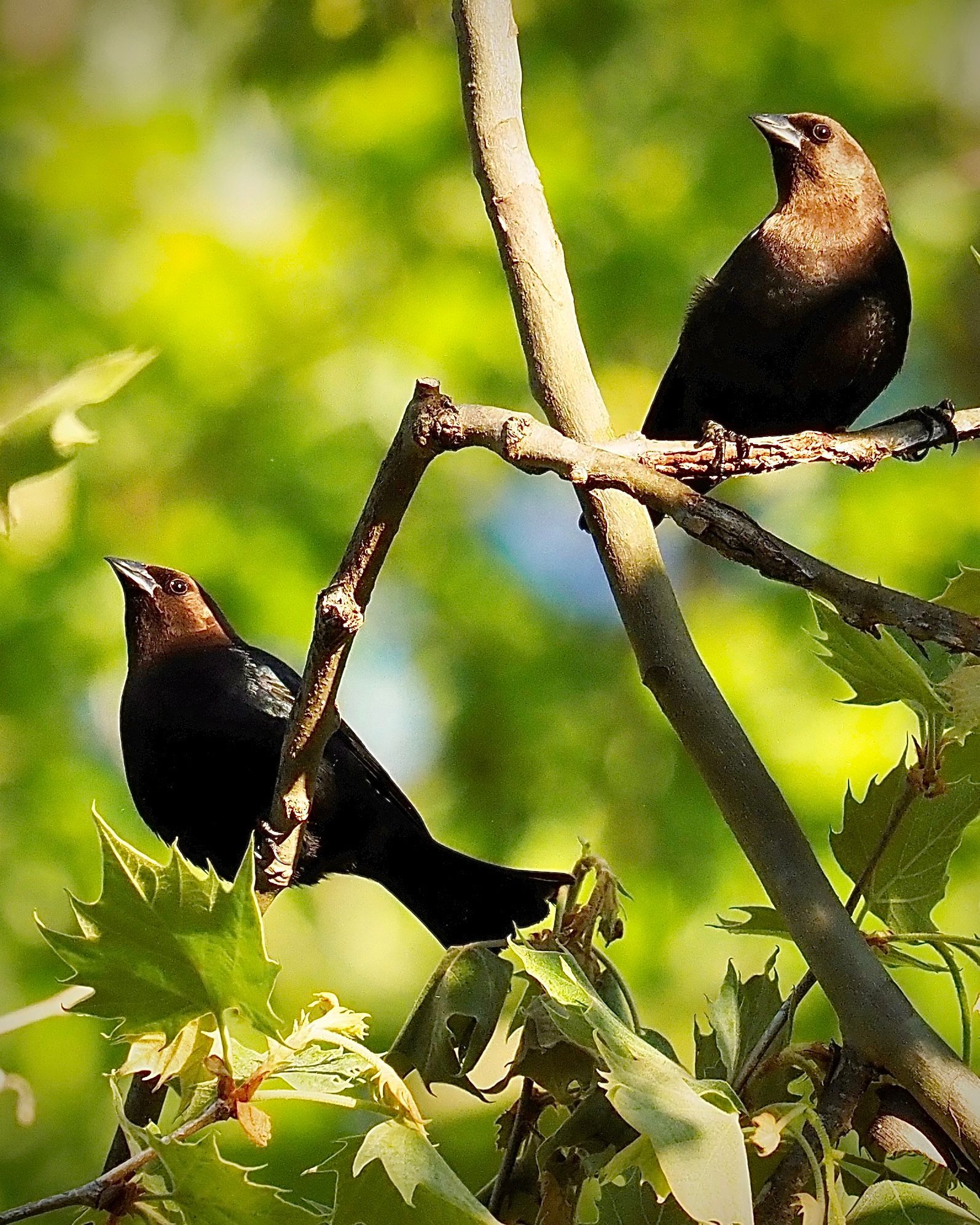 Two black birds perched on a tree branch