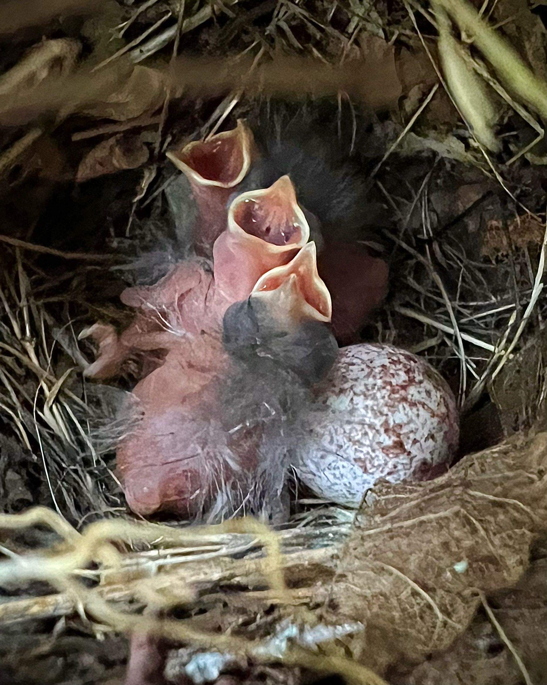 A group of baby birds are sitting in a nest with eggs.