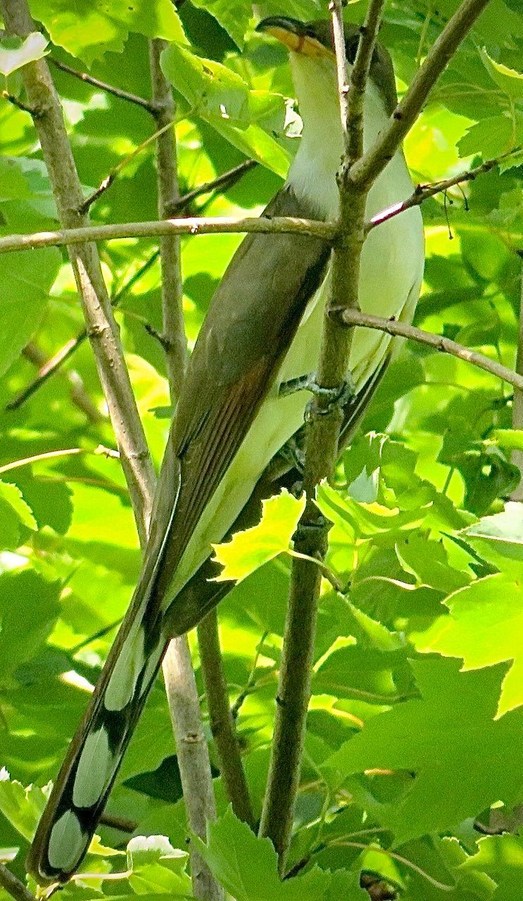 A bird with a long tail is perched on a tree branch.