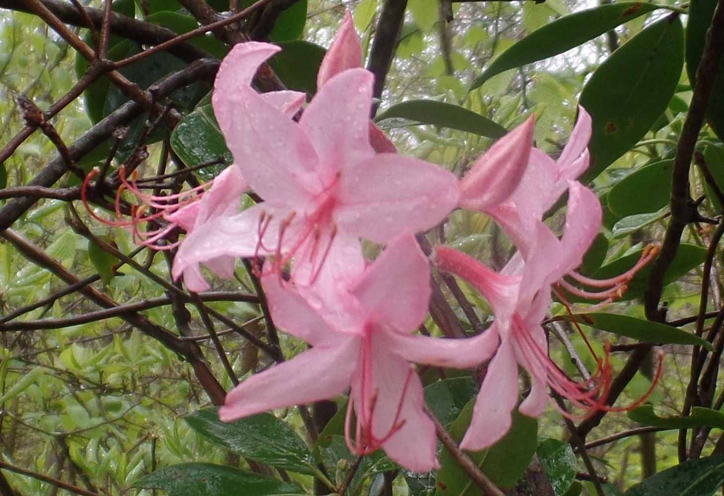 A close up of pink flowers on a tree branch