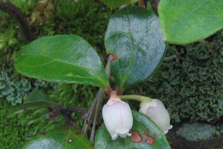 A close up of a plant with white flowers and green leaves.