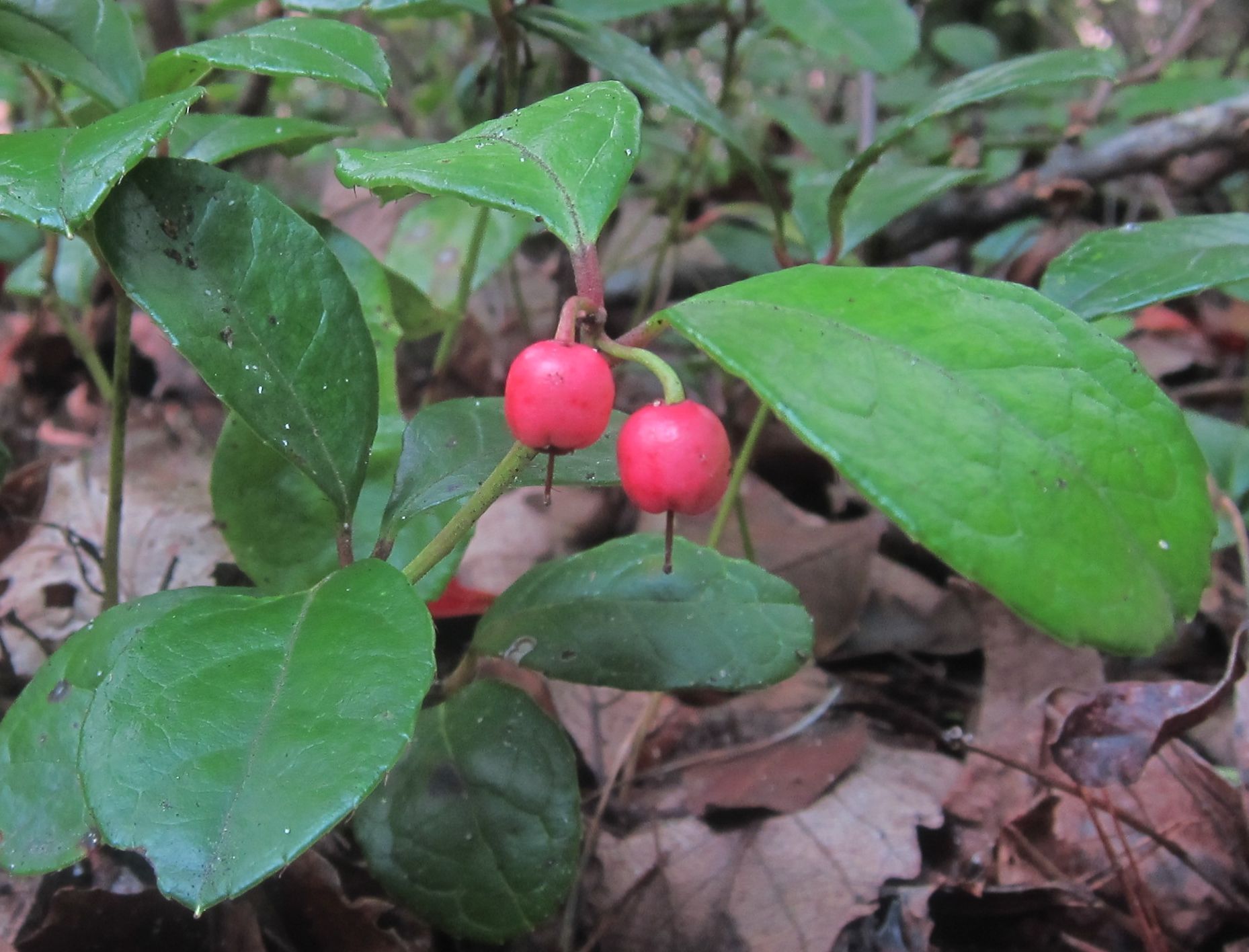 Two red berries are growing on a plant with green leaves.