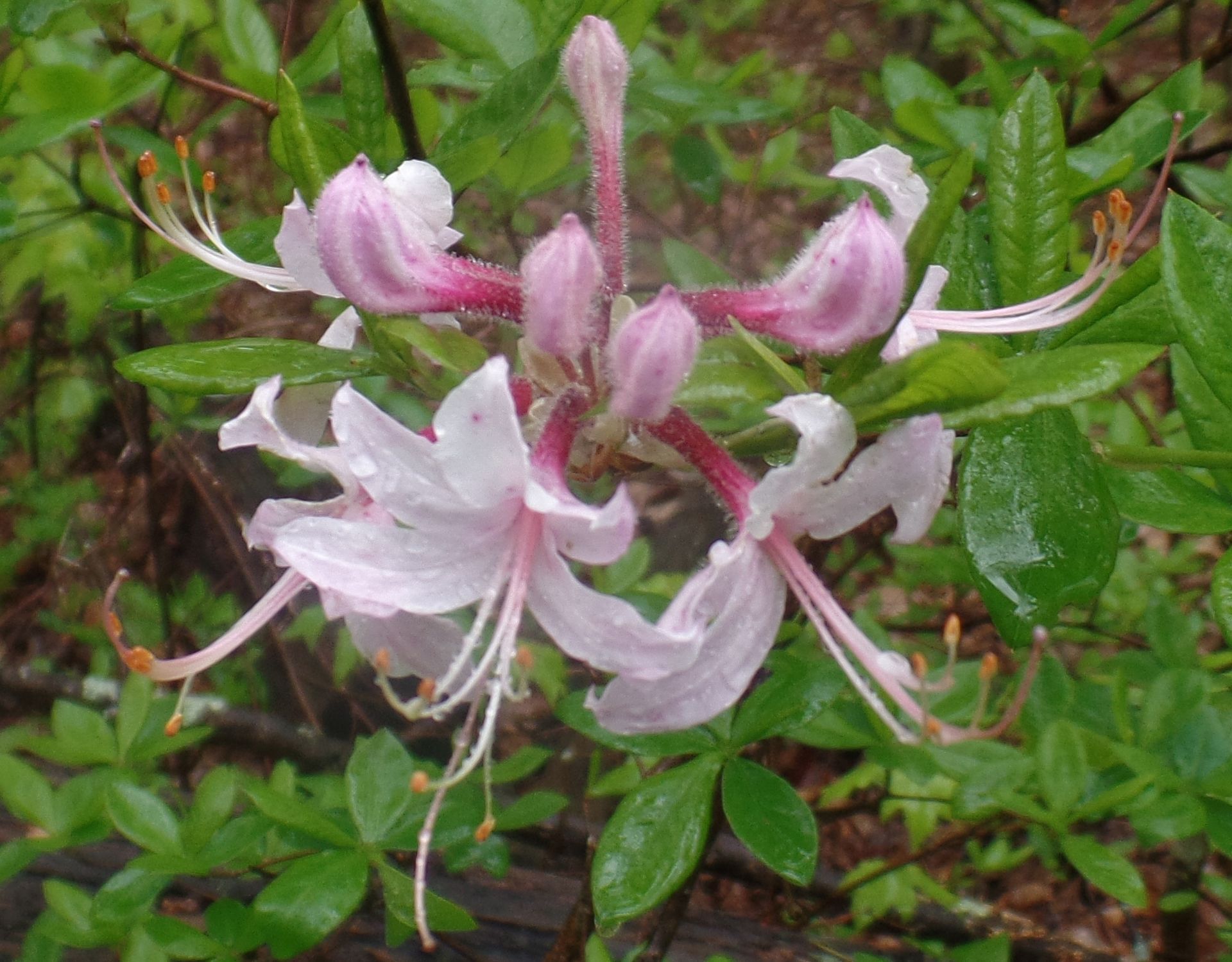 A close up of a pink and white flower with green leaves