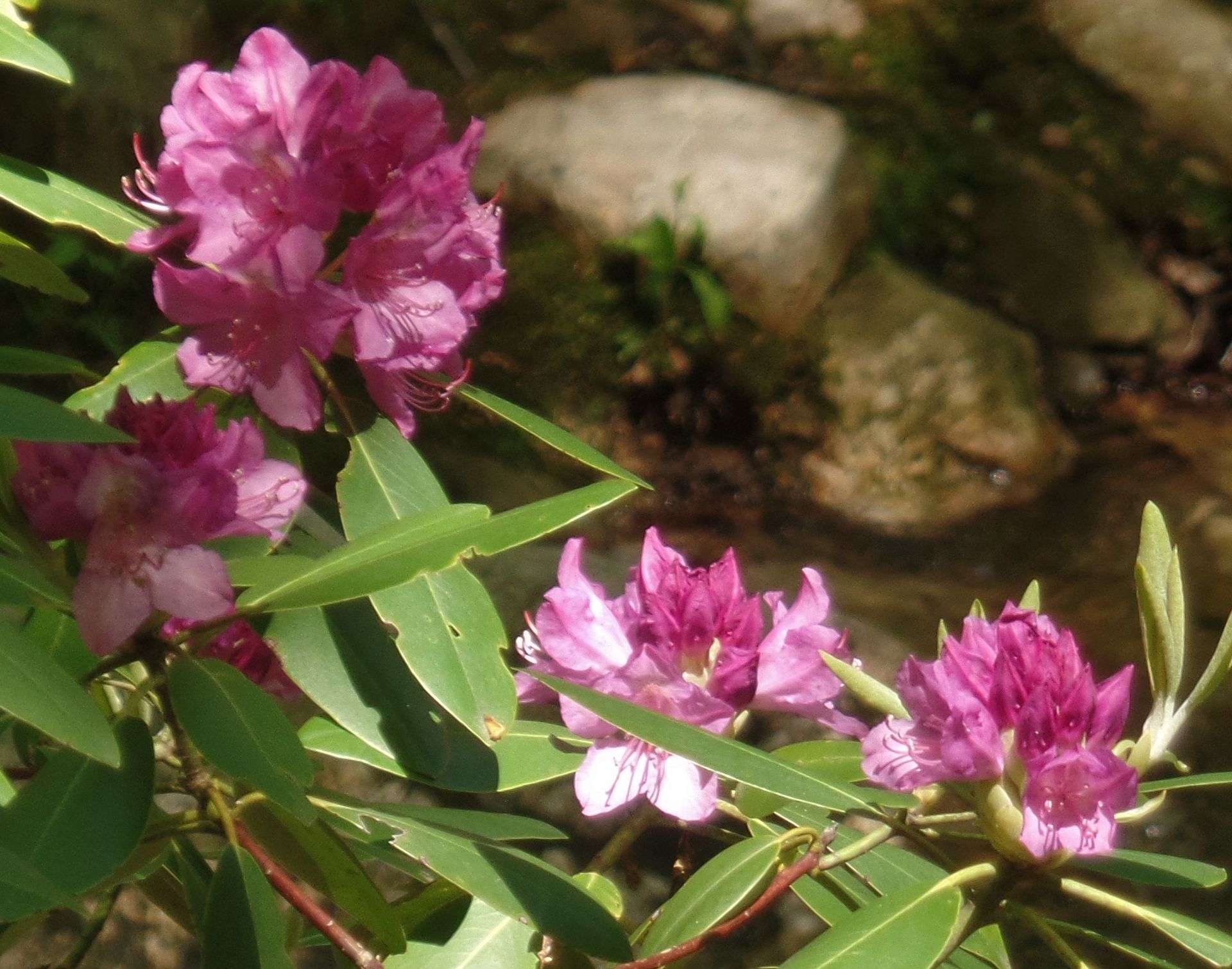 A bush with purple flowers and green leaves