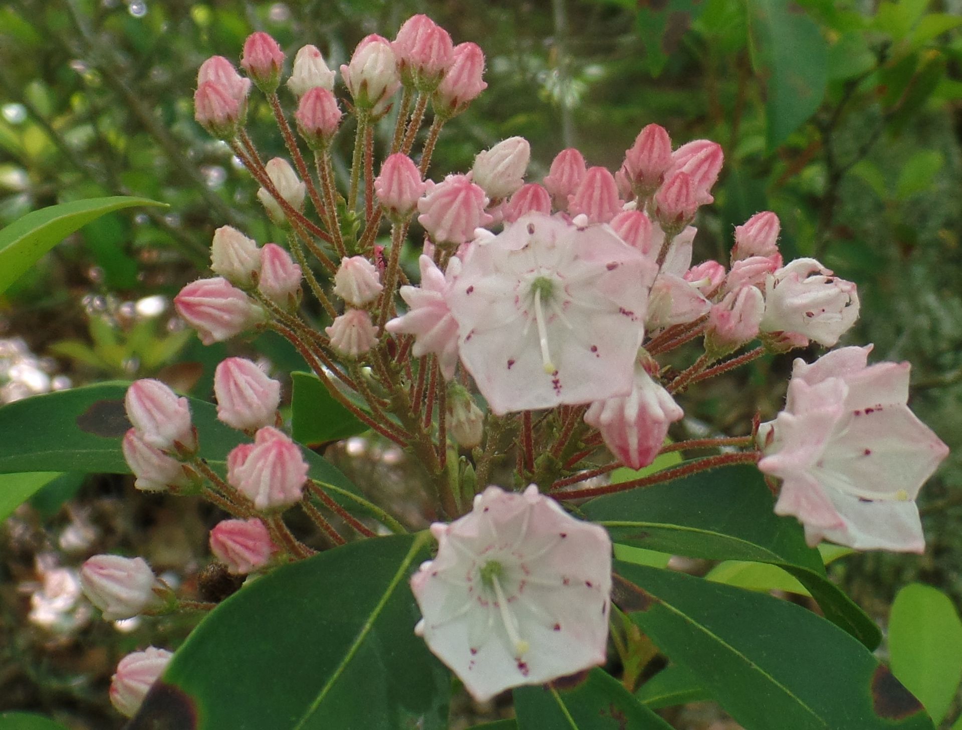 A bunch of pink and white flowers with green leaves