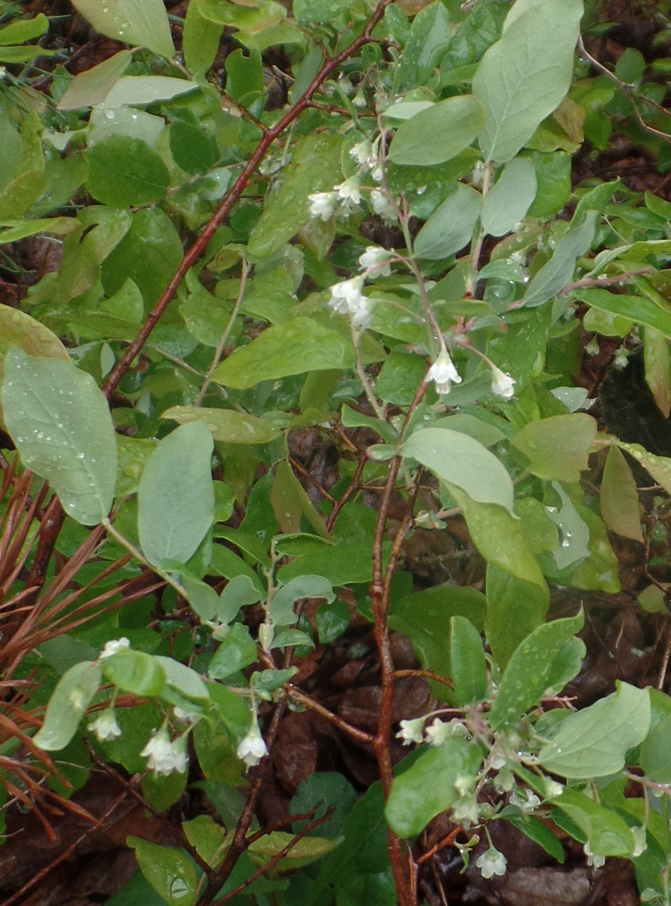 A close up of a plant with white flowers and green leaves