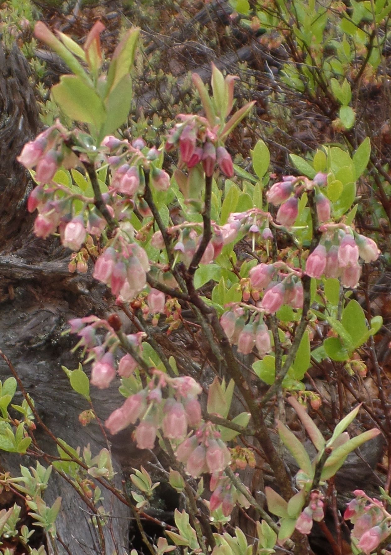 A bush with pink flowers and green leaves