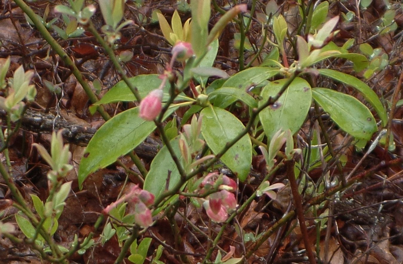 A close up of a plant with pink flowers and green leaves