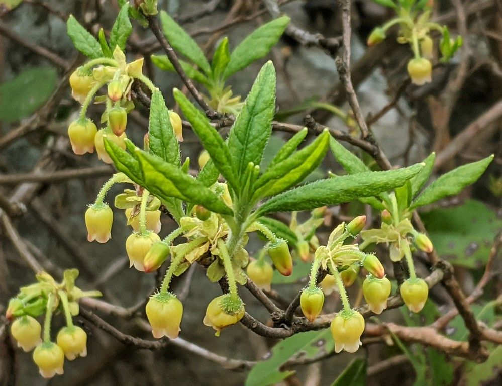 A close up of a plant with yellow flowers and green leaves