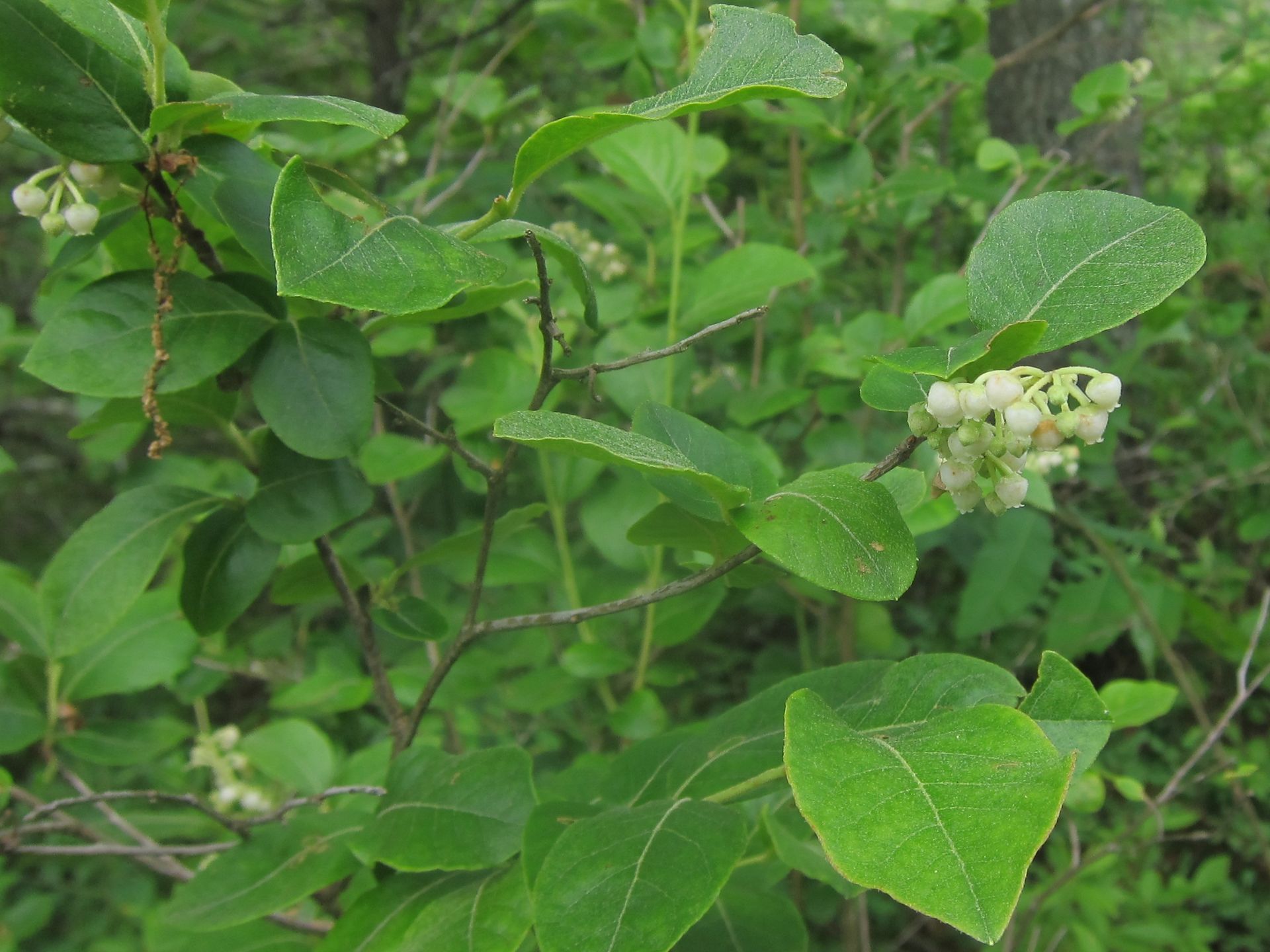 A close up of a plant with green leaves and white flowers.