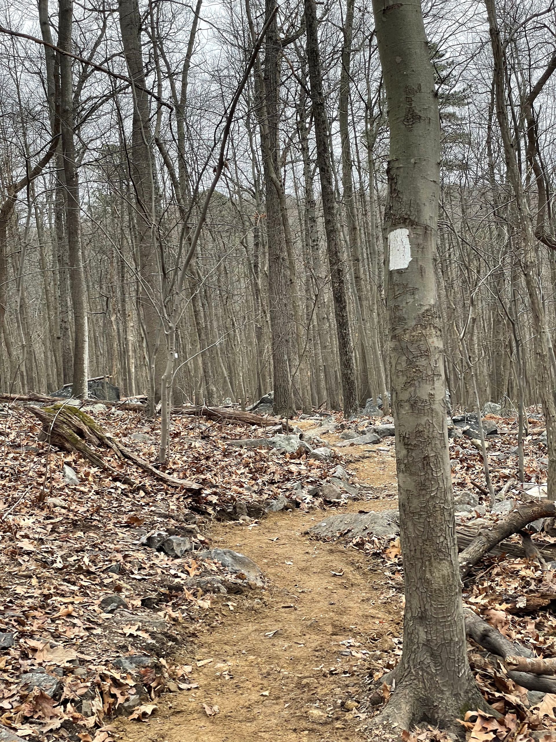 A dirt path in the woods with trees and leaves on the ground.