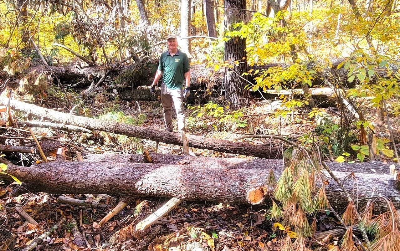 A man is standing on a log in the middle of a forest.