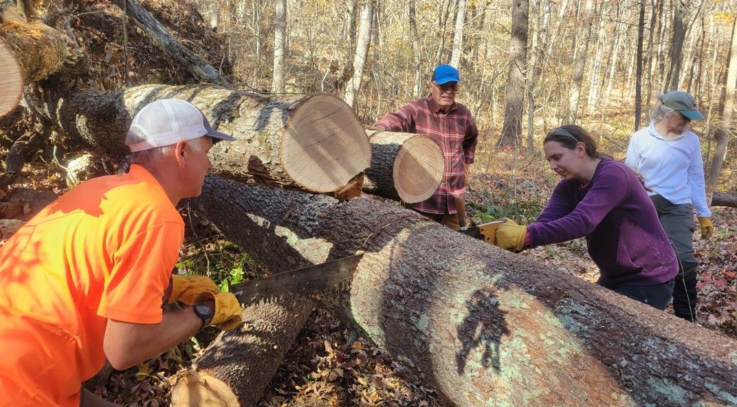 A group of people are working on a large log in the woods.