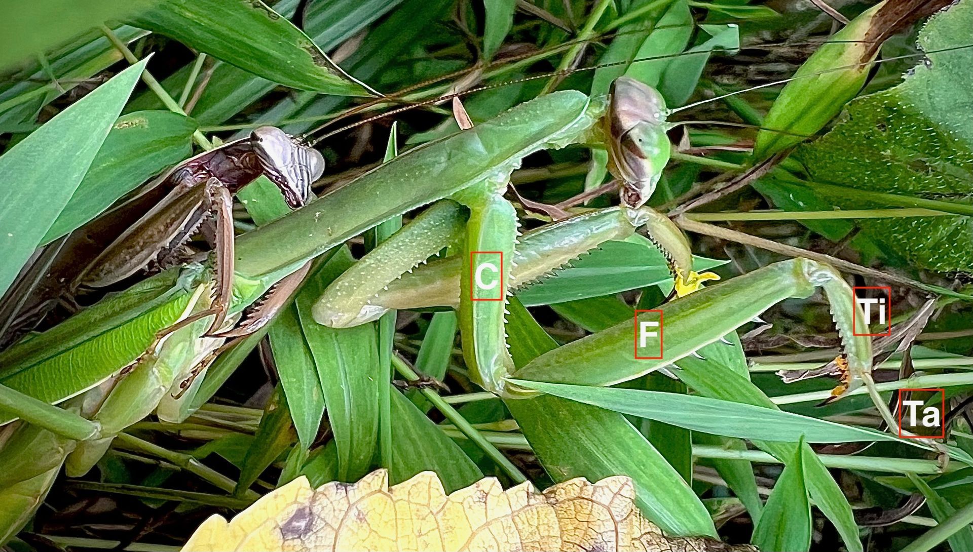 A couple of praying mantises sitting on top of a pile of green leaves.
