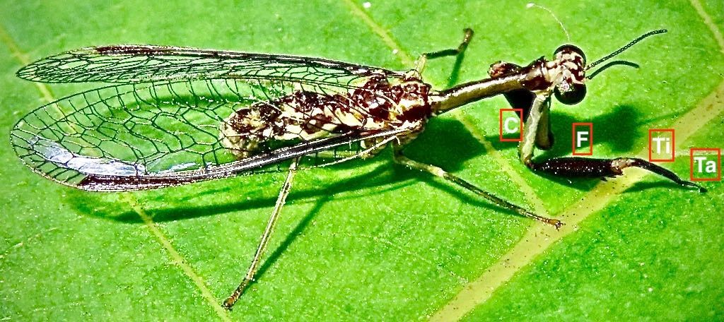 A close up of a praying mantis on a green leaf
