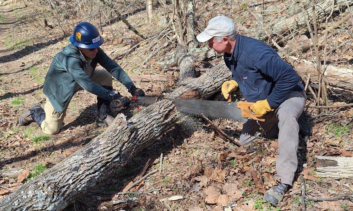 Two men are cutting a log with a chainsaw in the woods.