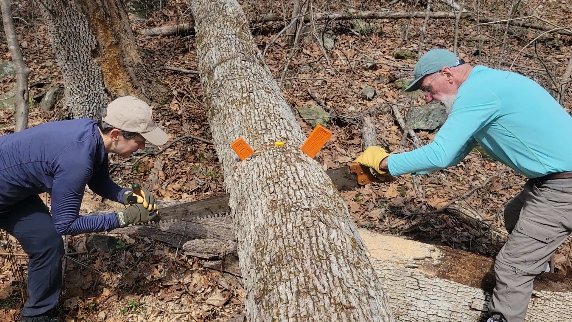 A man and a woman are cutting a tree with a chainsaw.