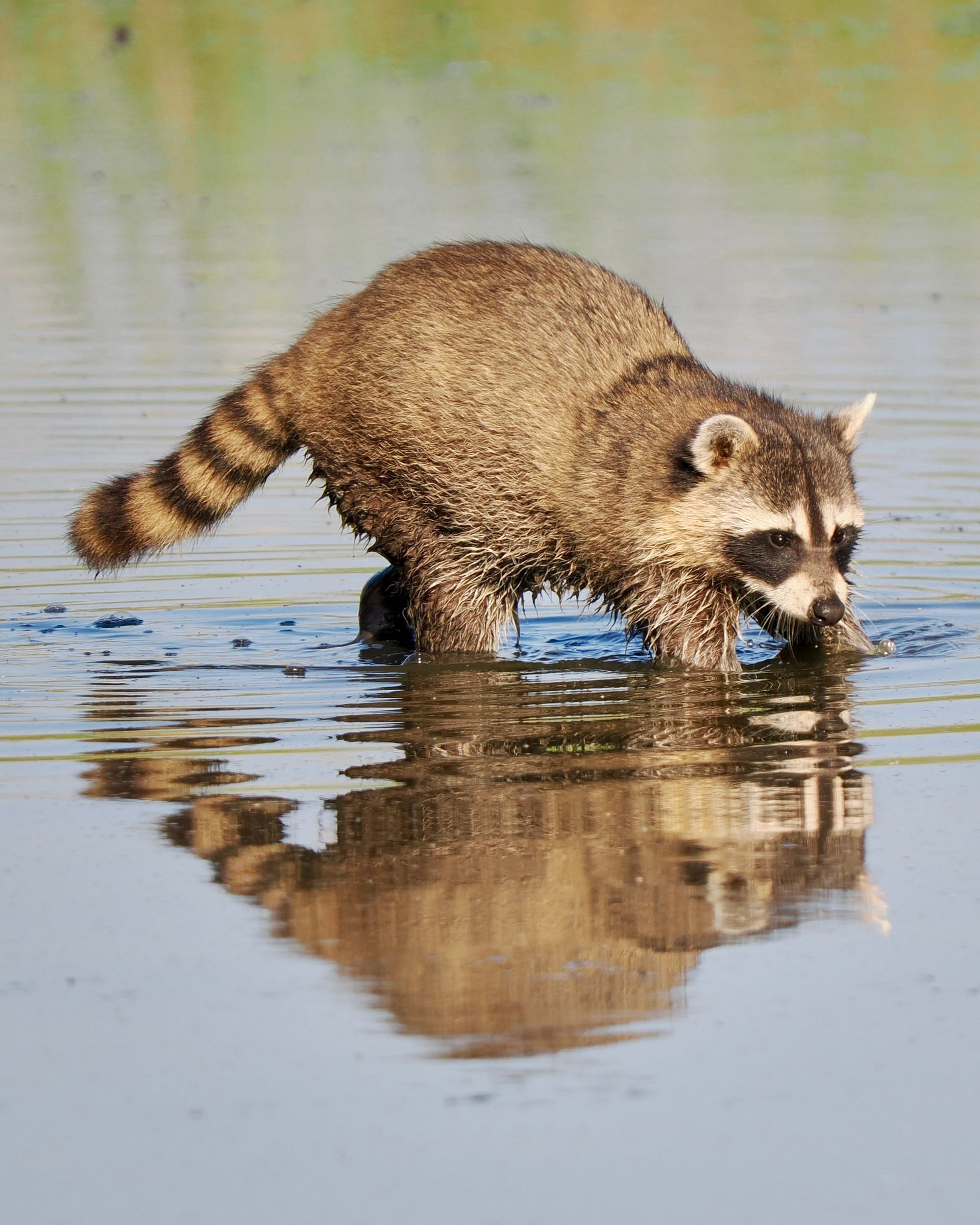 A raccoon is drinking water from a pond.