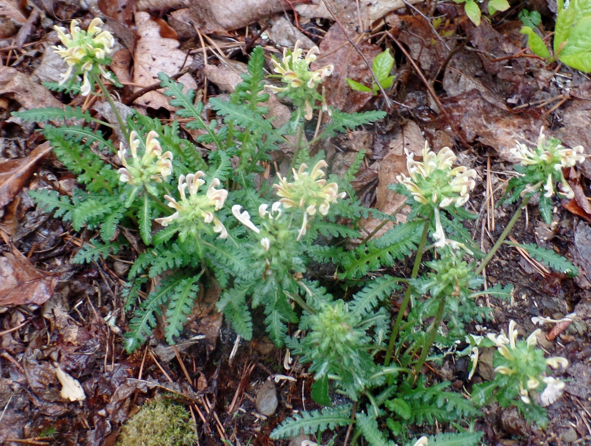 A plant with white flowers and green leaves is growing in the dirt.
