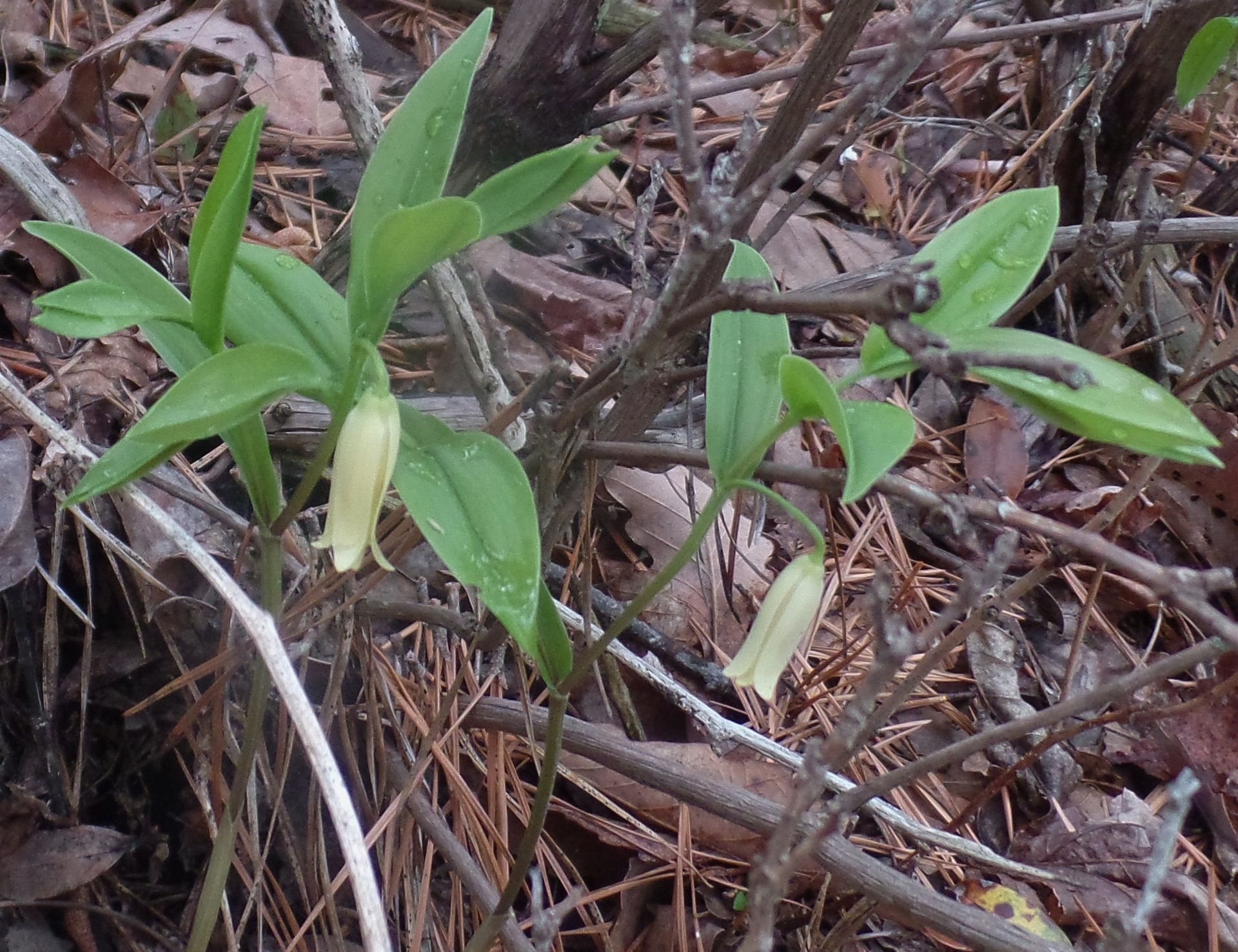 A plant with green leaves and white flowers is growing in the woods
