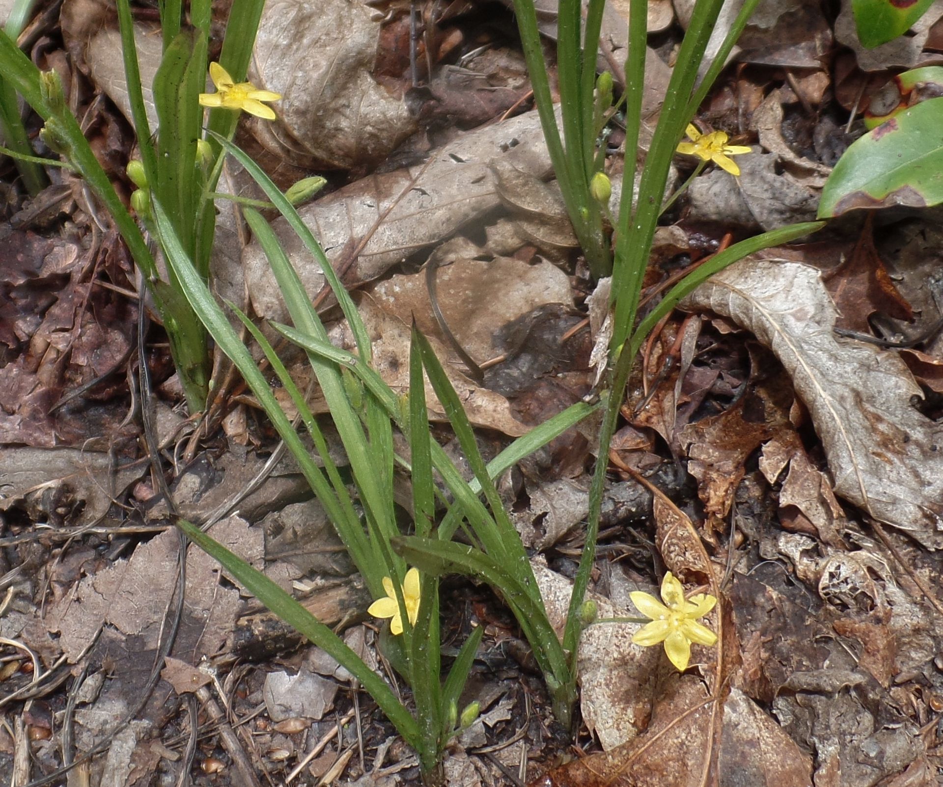 A plant with yellow flowers growing out of the ground