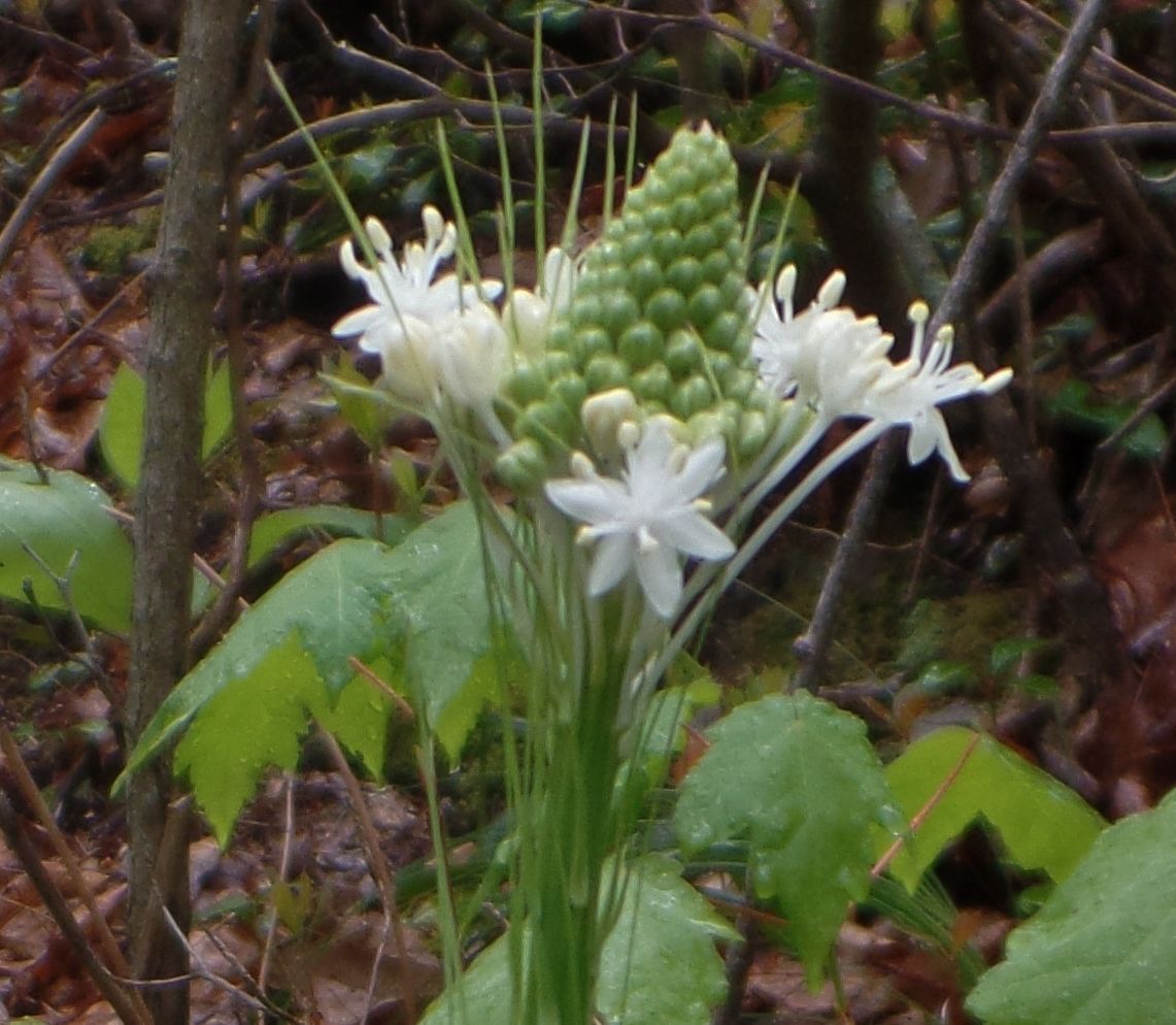 A plant with white flowers and green leaves