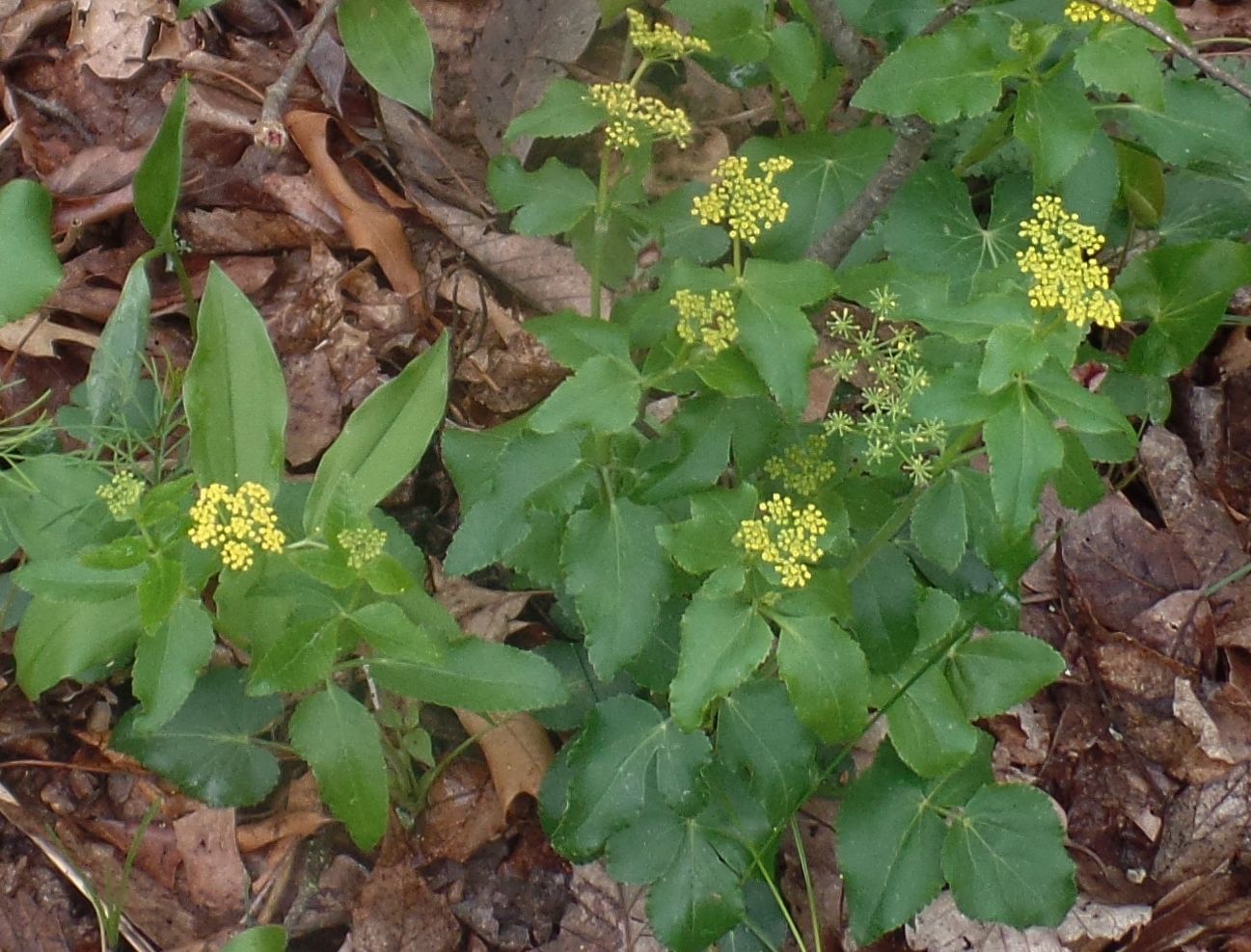 A plant with yellow flowers and green leaves