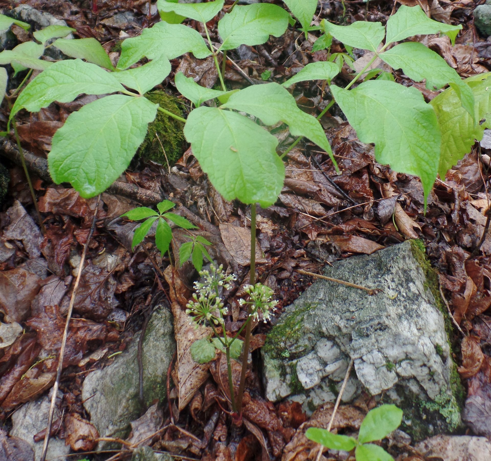 A small plant with green leaves is growing on the ground