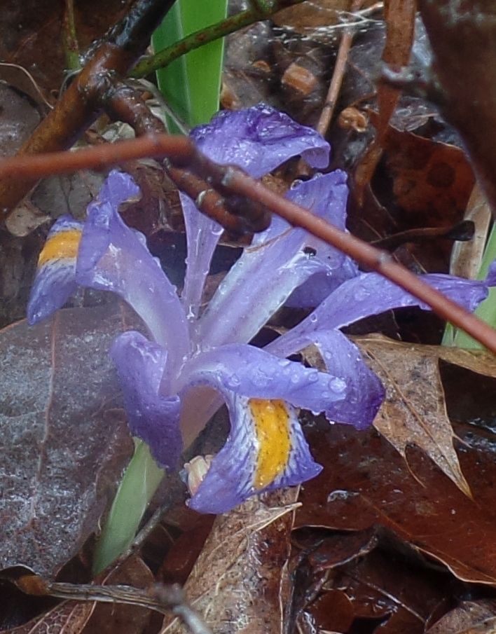 A purple flower with a yellow center is surrounded by leaves