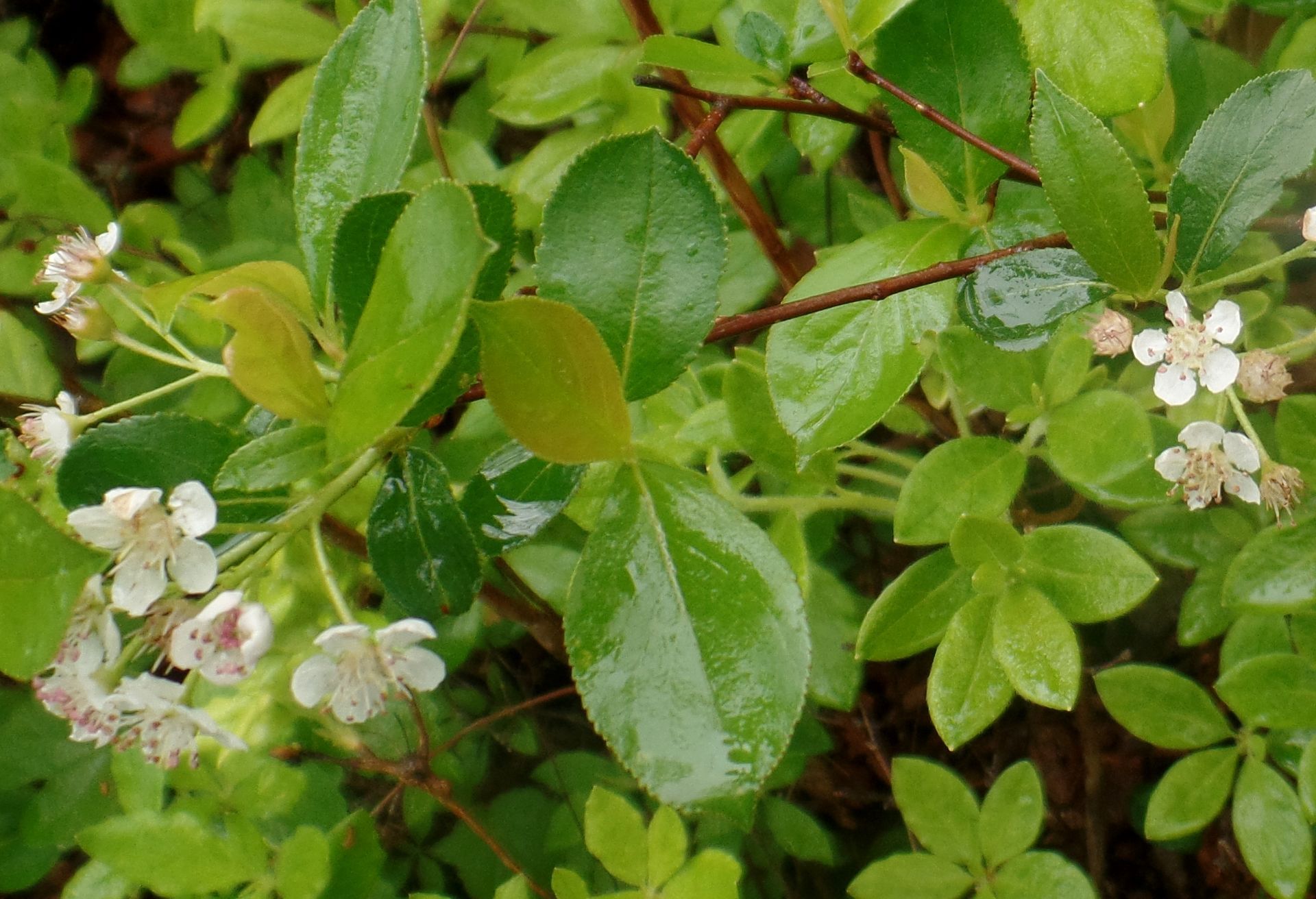 A close up of a plant with white flowers and green leaves