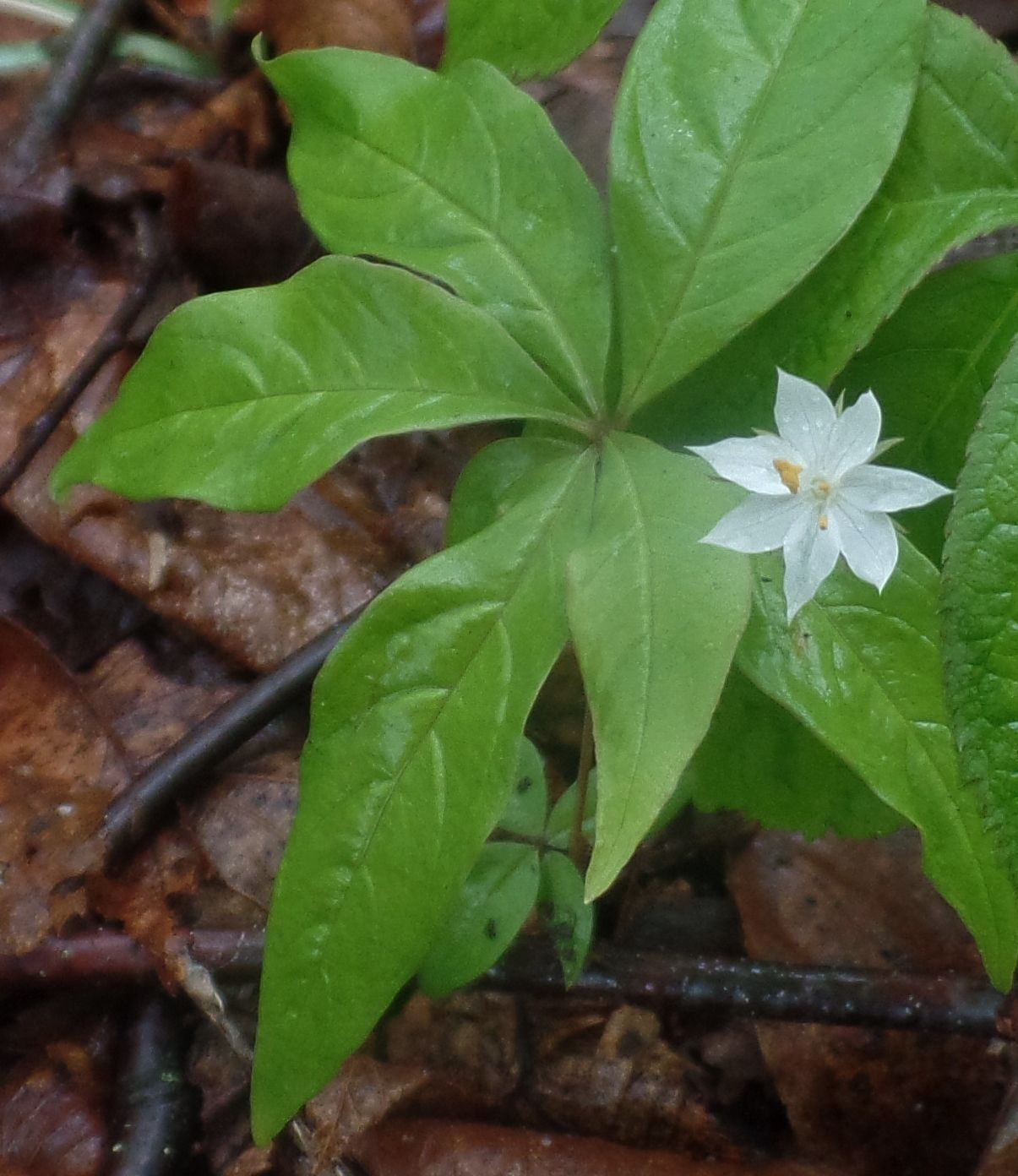 A small white flower is surrounded by green leaves