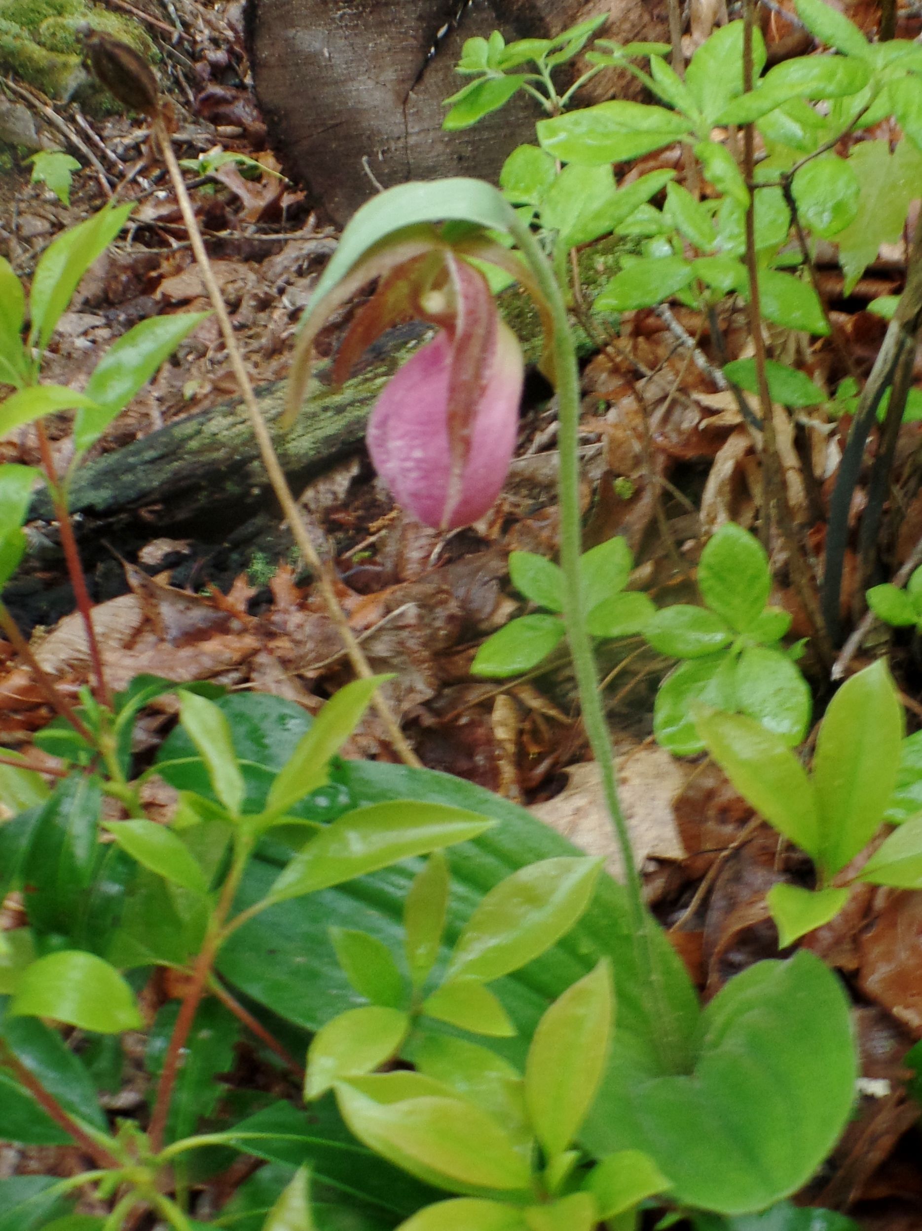 A purple flower is surrounded by green leaves