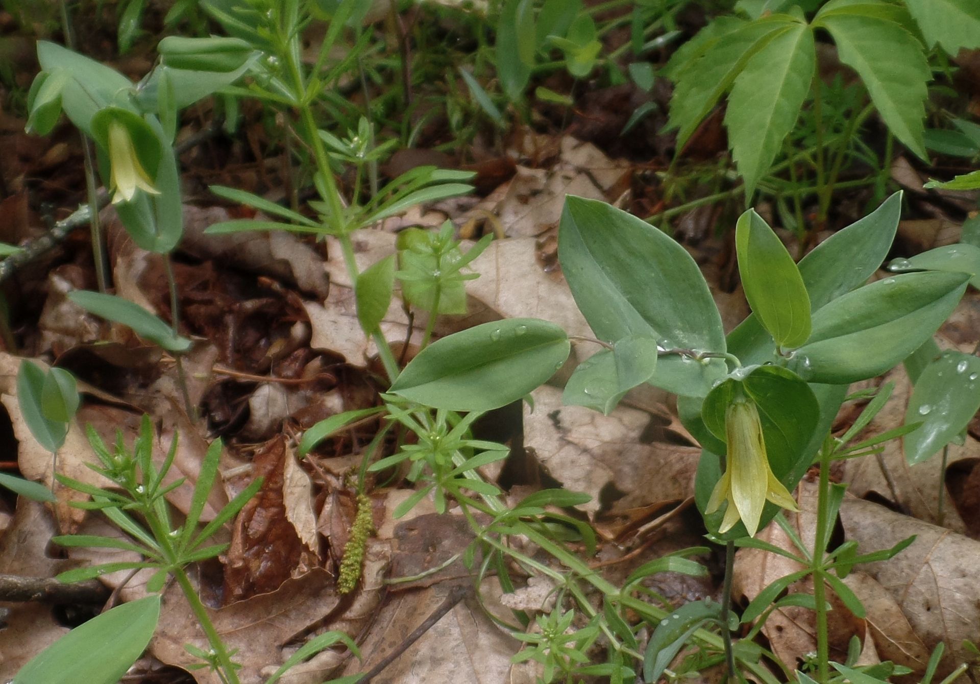 A close up of a plant with leaves and flowers on the ground.
