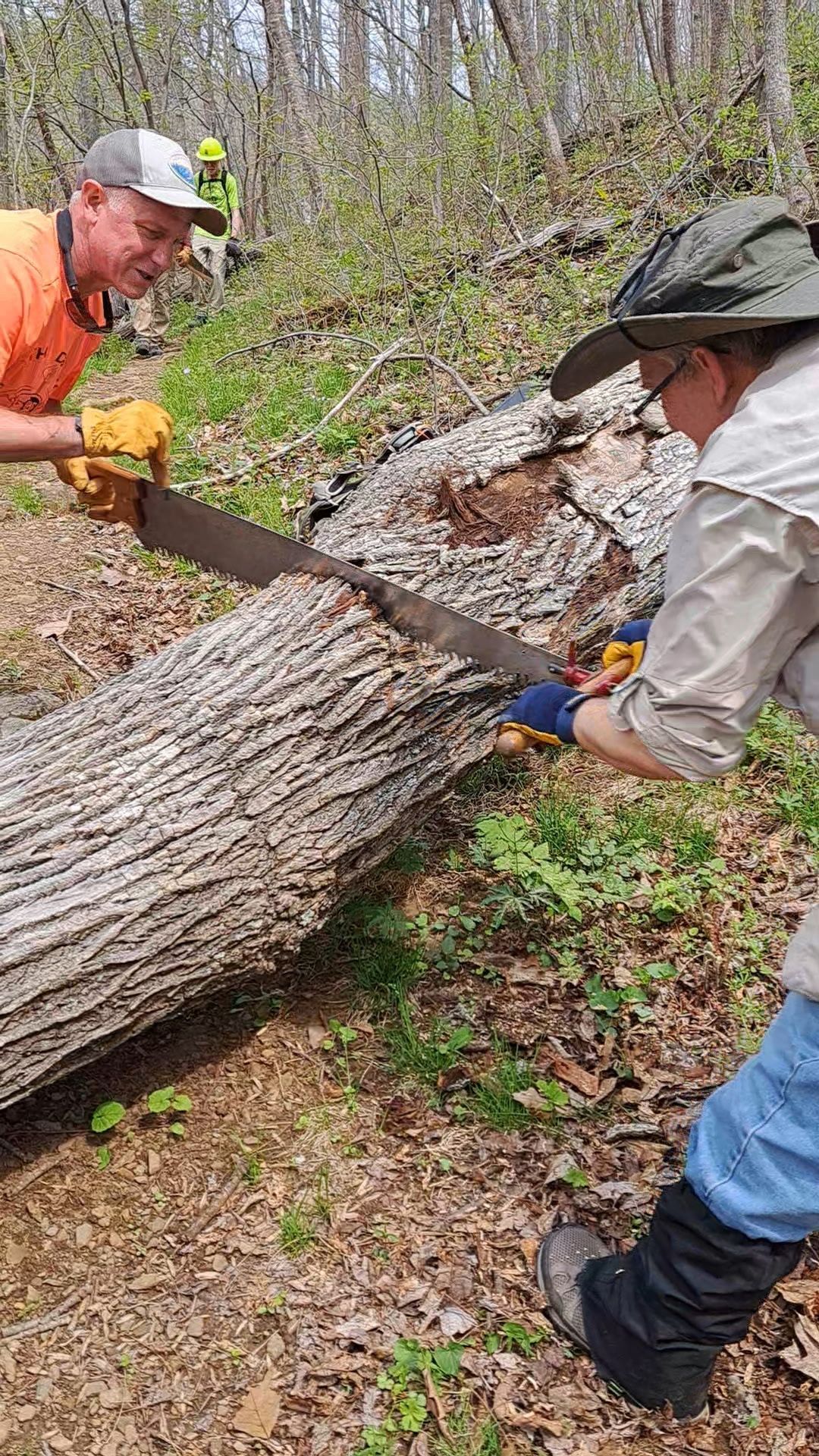 A man and a woman are sawing a tree trunk in the woods.